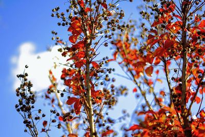 Low angle view of maple tree against sky during autumn