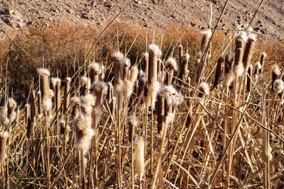 Dry plants on field