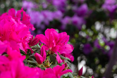 Close-up of pink flowering plant