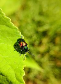 Close-up of ladybug on plant