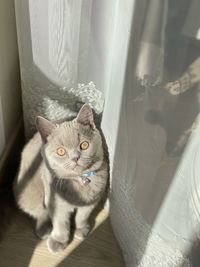 High angle portrait of cat by curtain at home