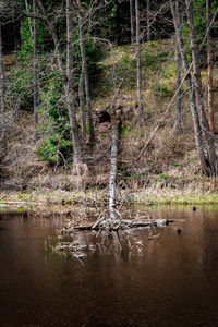 Scenic view of lake in forest