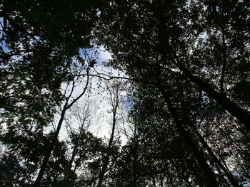 Low angle view of silhouette trees against sky