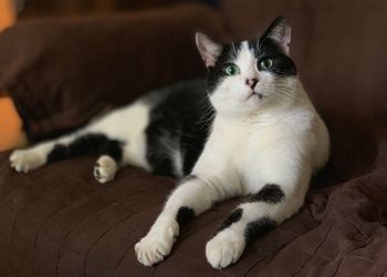 Close-up portrait of a cat