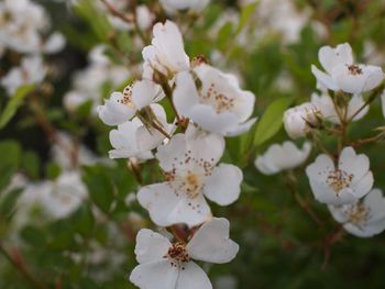 Close-up of white cherry blossom tree