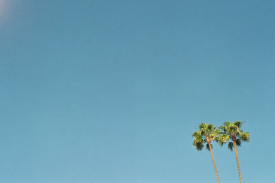 Low angle view of trees against clear blue sky