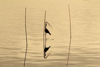 Bird perching on plants over lake during sunset