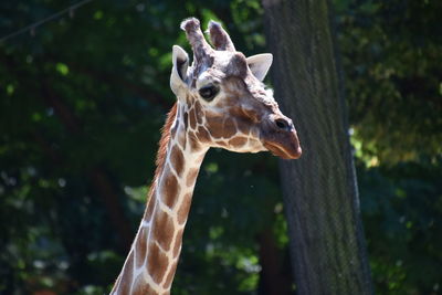 Close-up portrait of giraffe