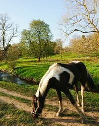 Horses grazing on grassy field