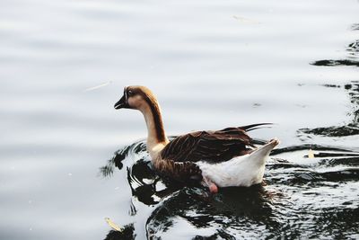 Duck swimming in lake