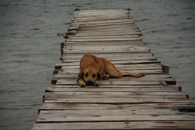 Horse on pier over lake