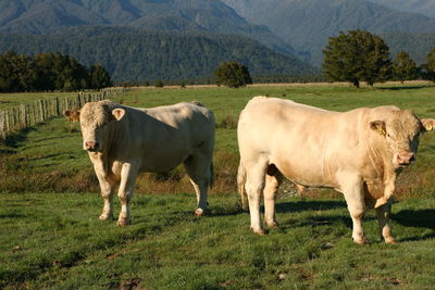 Cows standing in a field