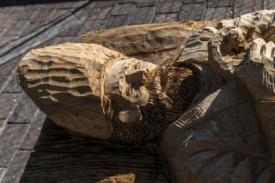 Close-up of animal skull