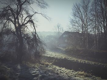 Close-up of trees against sky