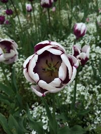 Close-up of white flowers blooming outdoors