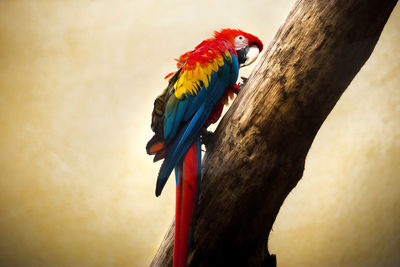 Low angle view of parrot perching on branch