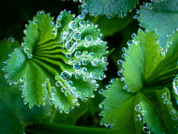 Close-up of wet plant leaves during rainy season