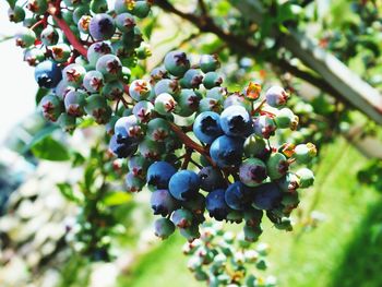 Close-up of grapes growing in vineyard