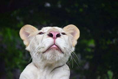 Close-up portrait of young lioness looking up