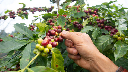 Midsection of person holding fruits