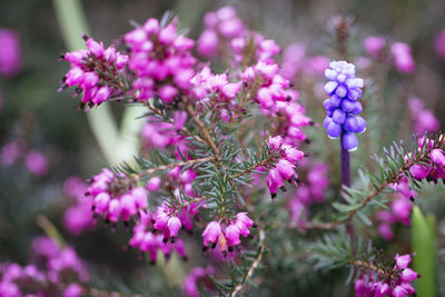 Close-up of pink flowers