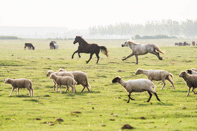 Horses grazing in a field