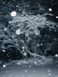 Trees during snowfall at night