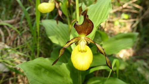 Close-up of yellow flowering plant