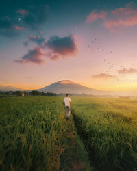 Rear view of man on field against sky during sunset