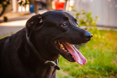 Close-up of dog