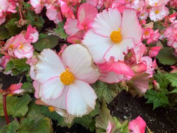 Close-up of pink roses