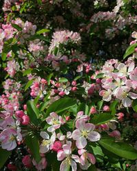 Full frame shot of pink flowers