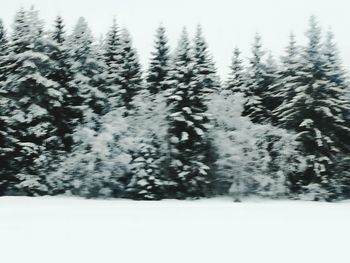 Snow covered trees in forest