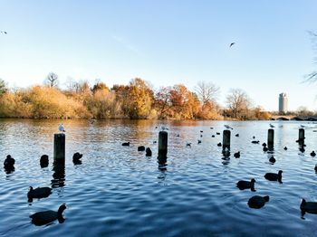 Birds in lake against sky