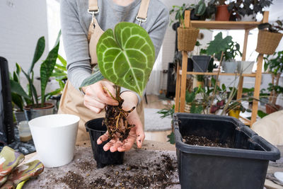 Close-up of potted plant on table