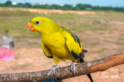 Close-up of parrot perching on branch