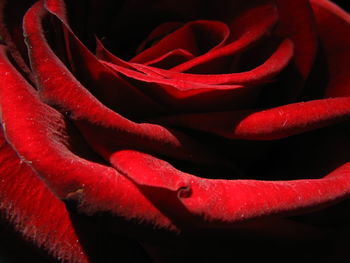 Close-up of red rose flower