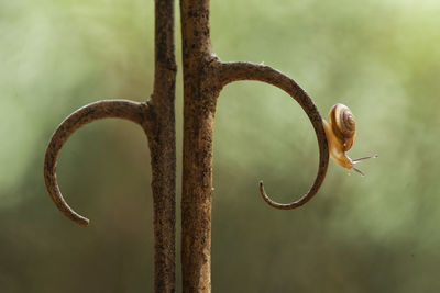 Close-up of snail on rusty metal