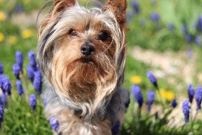 Close-up portrait of a dog
