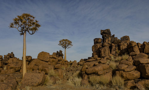 Quiver trees at the giant playgrounds nearby keetmanshoop, a town in southern namibia