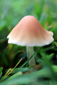 Close-up of mushroom growing on field