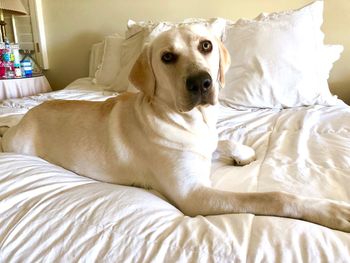 Portrait of dog relaxing on bed at home