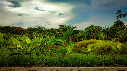 Plants growing on field against sky
