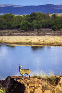 View of deer drinking water from a lake