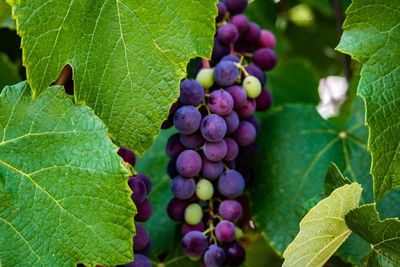 Close-up of grapes growing on plant