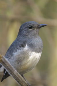 Close-up of bird perching on railing