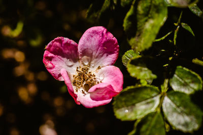 Close-up of pink flowering plant