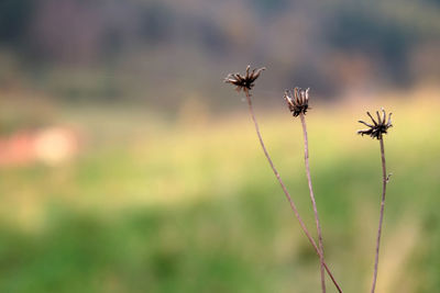 Close-up of thistle against blurred background