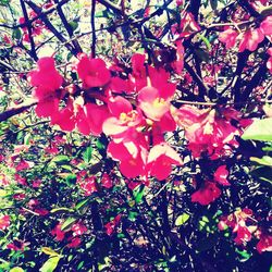 Low angle view of pink flowering tree