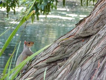 Squirrel on tree trunk